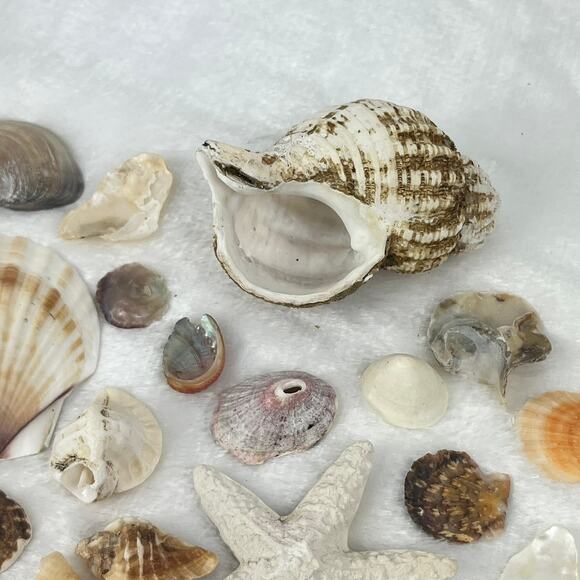 Mixed Lot 7oz Assorted Beach Seashells Starfish Natural Ocean Shell Decor Craft - Picture 8 of 8